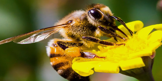Honeybee Venom Can Kill So Dangerous Breast Cancer Cells - Mix Viral Posts