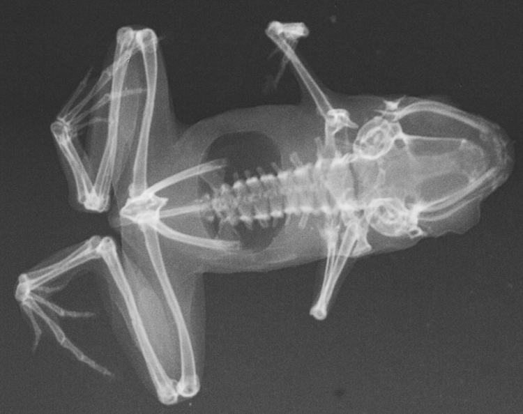 File:X-ray of paratype of Paedophryne amauensis (LSUMZ 95002).png - Wikimedia Commons