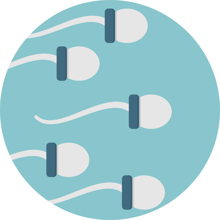 File:Creative-Tail-sperm.svg - Wikipedia